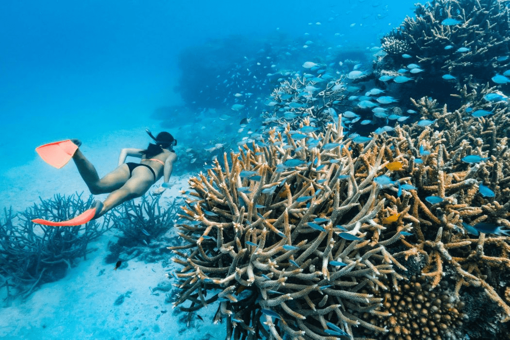 The Great Barrier Reef