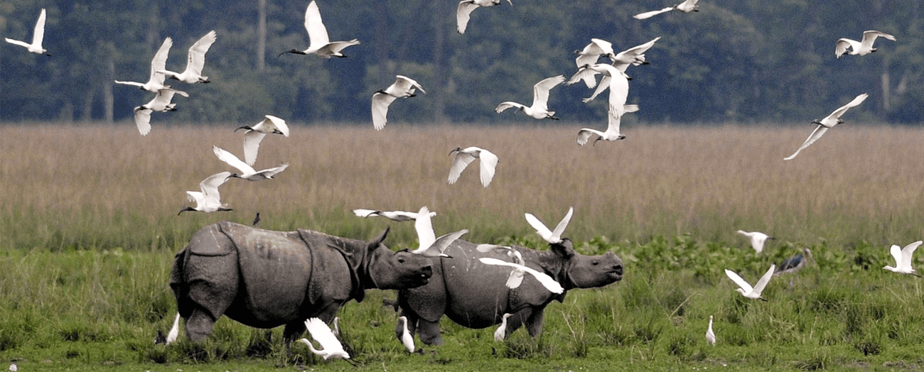 Kaziranga National Park