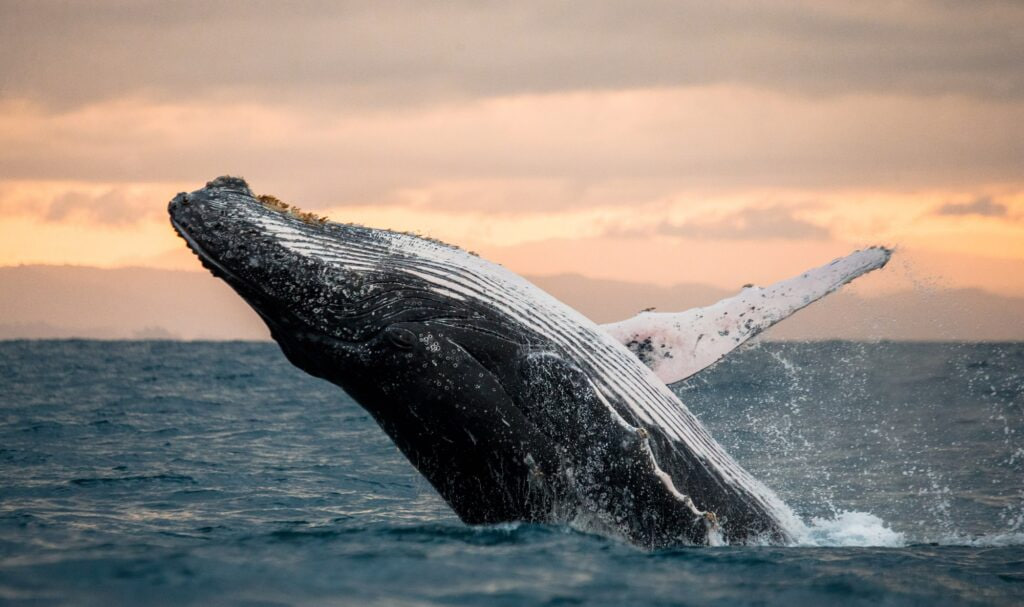 Whale Watching in Kaikoura